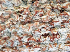 Enterographa pallidella