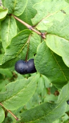 Lonicera nigra