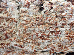 Enterographa pallidella