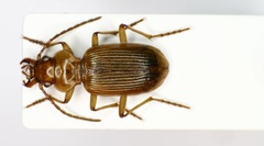 Nebria testacea