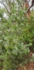 Adenanthos sericeus