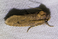 Acrolophus kearfotti