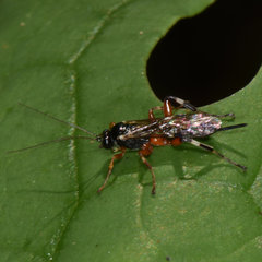Itoplectis