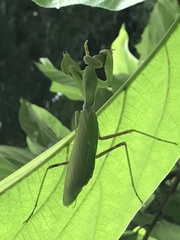Hierodula patellifera