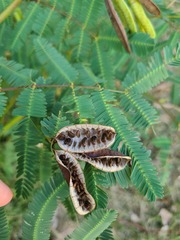 Neptunia oleracea