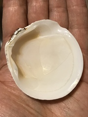 Scutarcopagia scobinata