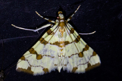 Conchylodes octonalis
