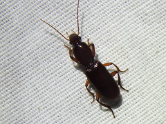Stenomorphus californicus