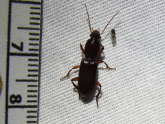 Stenomorphus californicus