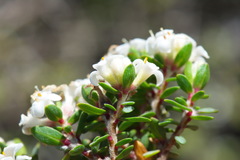 Pimelea cryptica