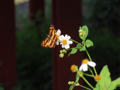 Symbrenthia lilaea formosanus