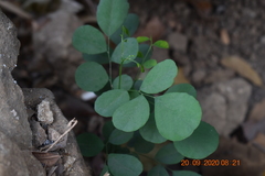 Dalbergia latifolia