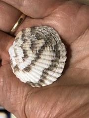 Tucetona pectunculus