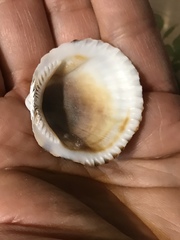 Tucetona pectunculus