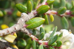 Pimelea cryptica