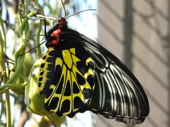 Troides aeacus formosanus