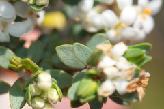 Pimelea cryptica