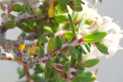Pimelea cryptica