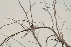 Epthianura tricolor