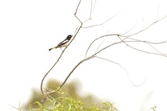 Certhionyx variegatus