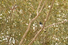 Certhionyx variegatus