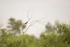 Certhionyx variegatus
