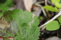 Metallus lanceolatus
