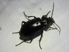 Calosoma macrum