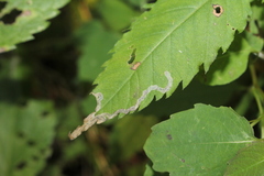 Liriomyza carphephori