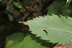 Liriomyza carphephori
