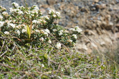 Pimelea cryptica