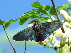 Elbella scylla