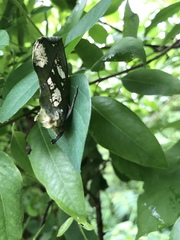 Eudocima hypermnestra