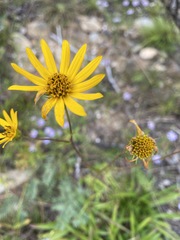 Helianthus longifolius