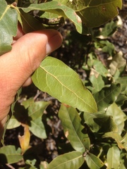 Quercus peninsularis