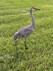 Grus canadensis image