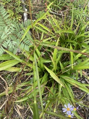 Helianthus longifolius