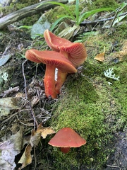 Coccineae