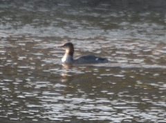 Mergus merganser