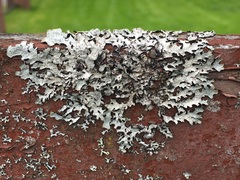 Hypotrachyna sinuosa