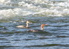 Mergus merganser