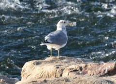 Larus californicus