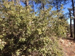 Quercus peninsularis