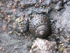 Diloma bicanaliculatum