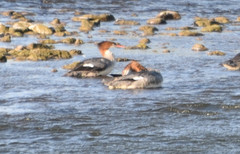 Mergus merganser