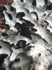 Hypotrachyna sinuosa