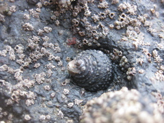 Diloma bicanaliculatum