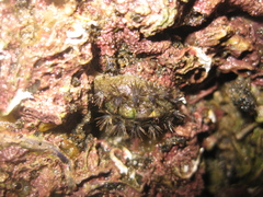 Acanthochitona zelandica image