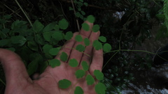Thalictrum podocarpum