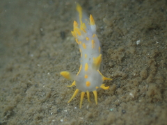 Polycera quadrilineata